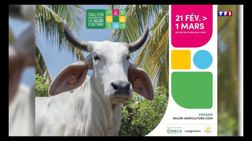 Les vaches et taureaux absents du Salon de l'Agriculture 2026 !
